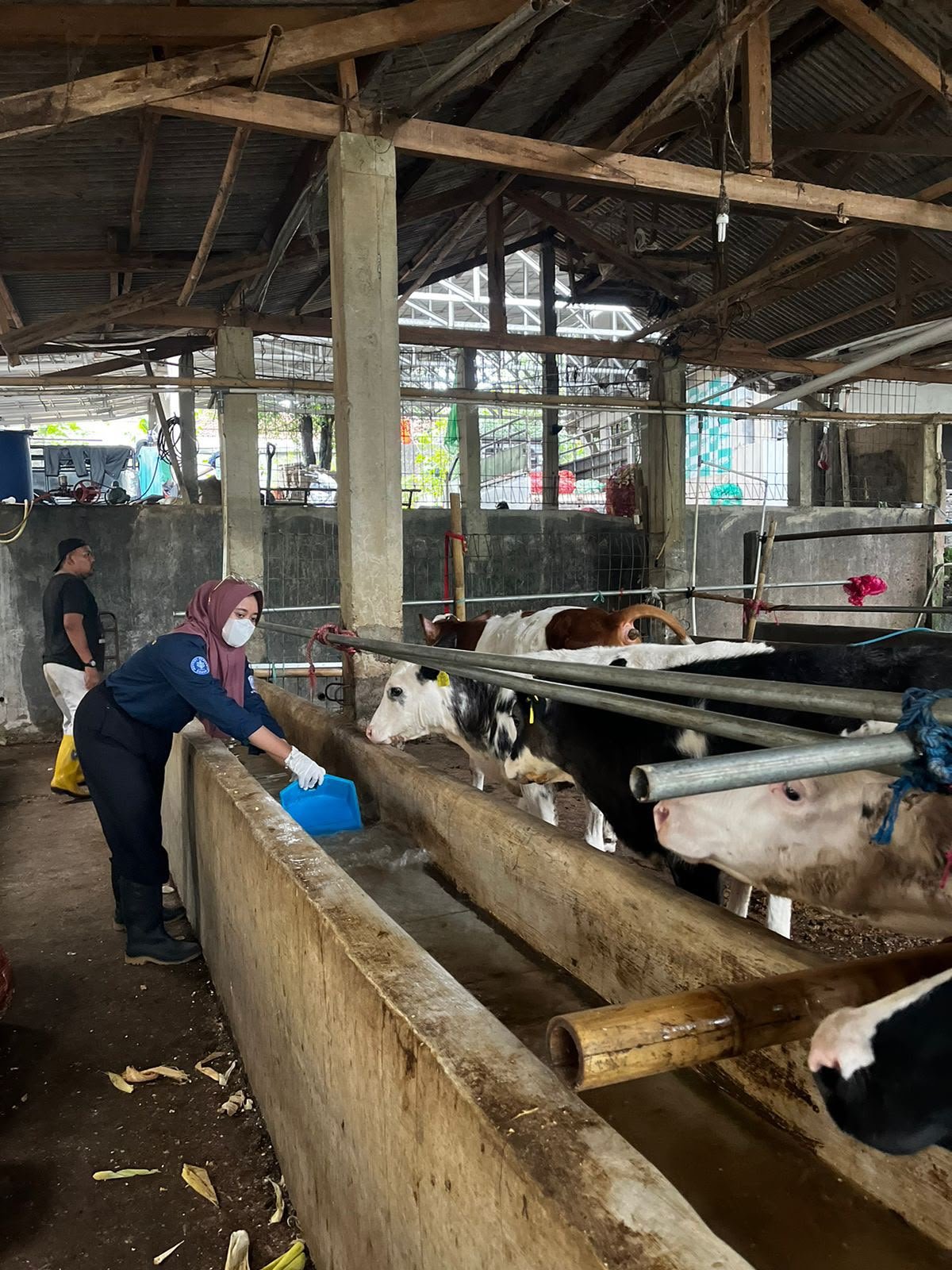 Kebersihan Kandang & Sirkulasi Udara Alami