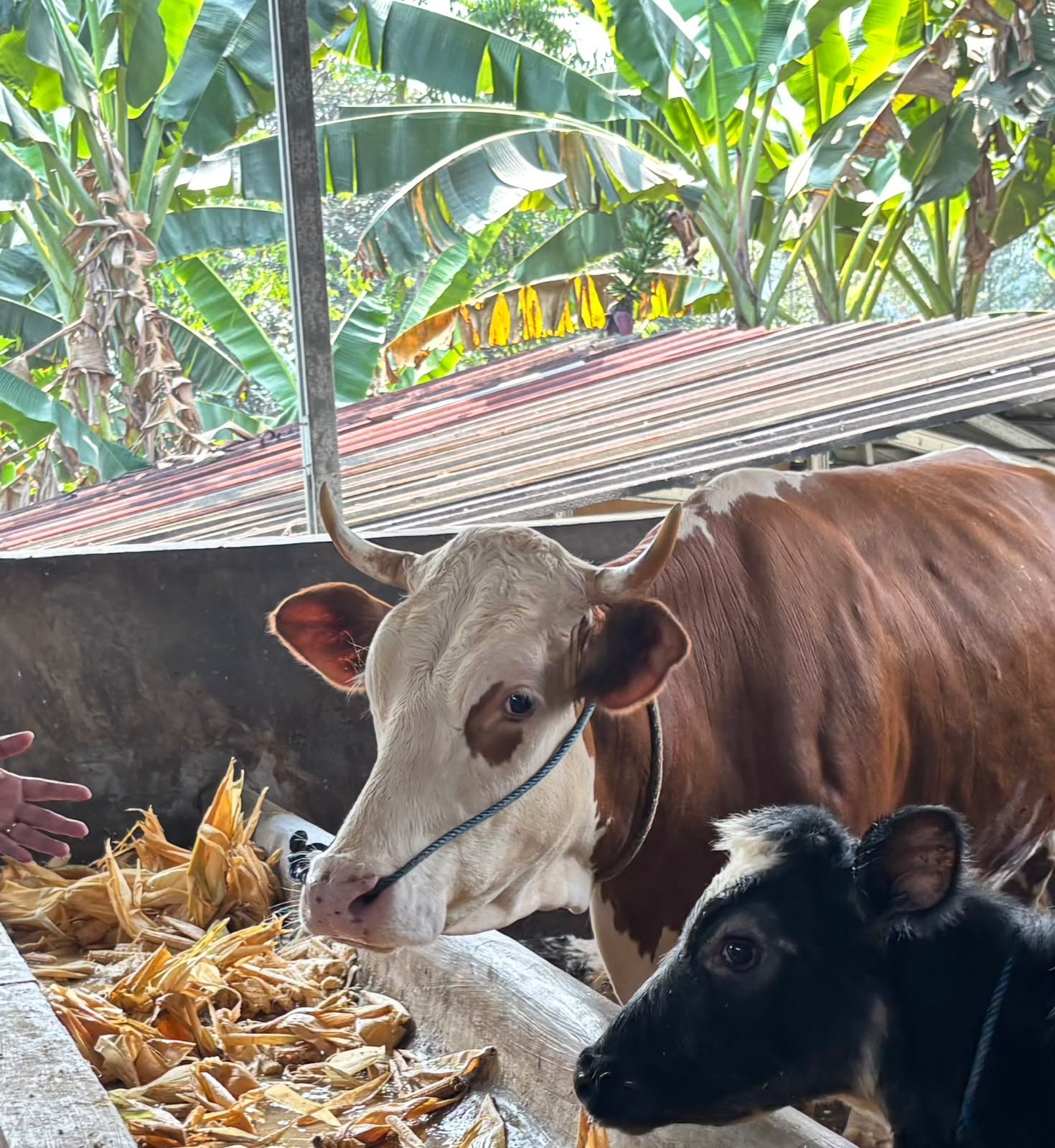 Peranakan Ongole (PO)